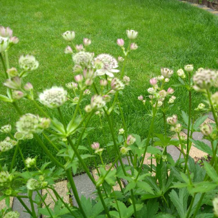plant image 737283 plant image 737283