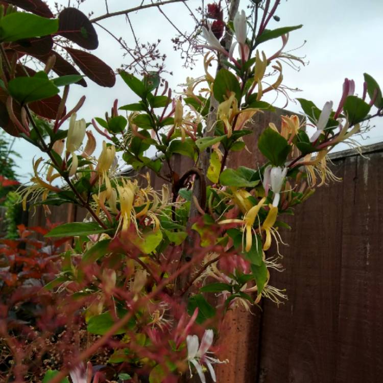 plant image 737285 plant image 737285