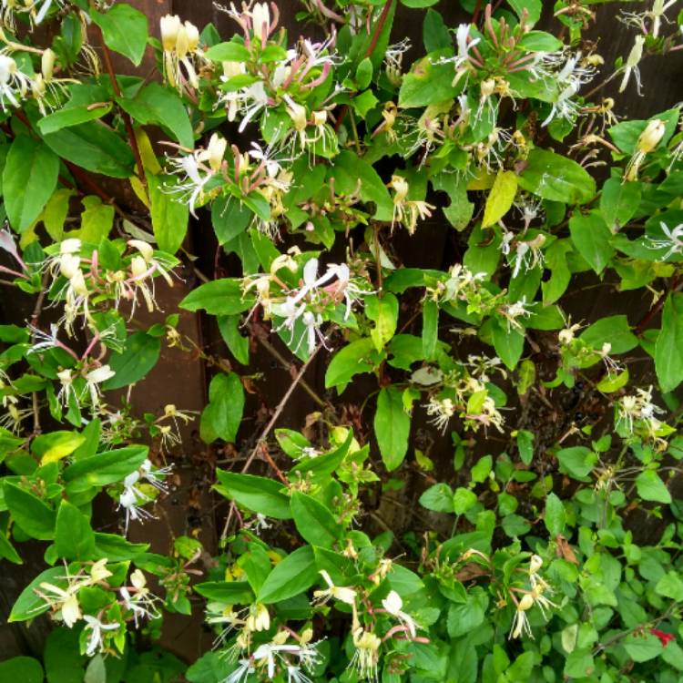 plant image 737290 plant image 737290