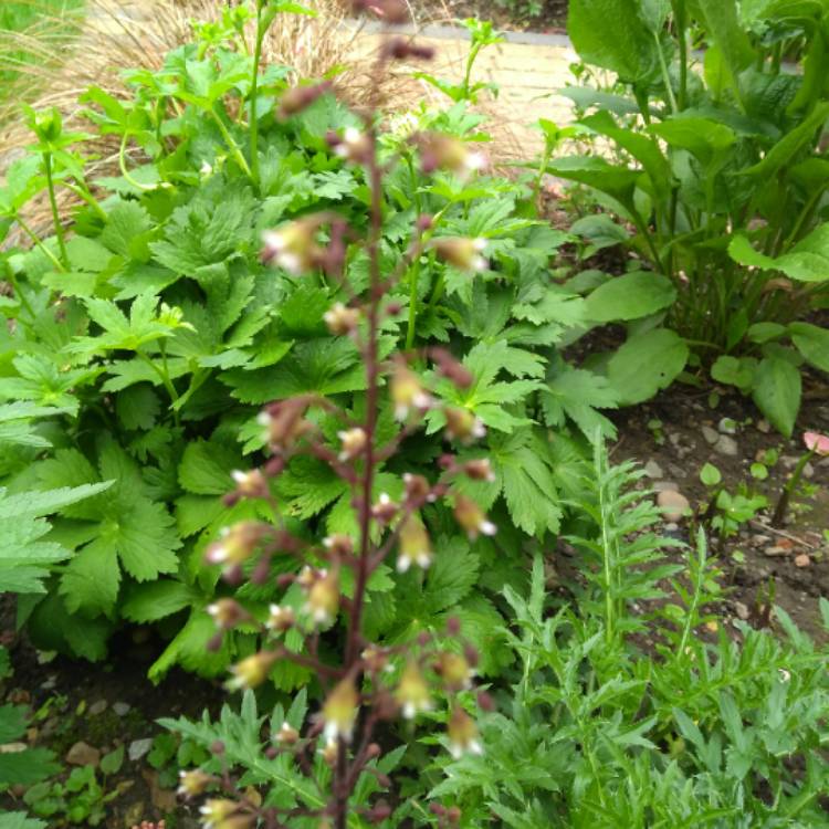 plant image 737293 plant image 737293
