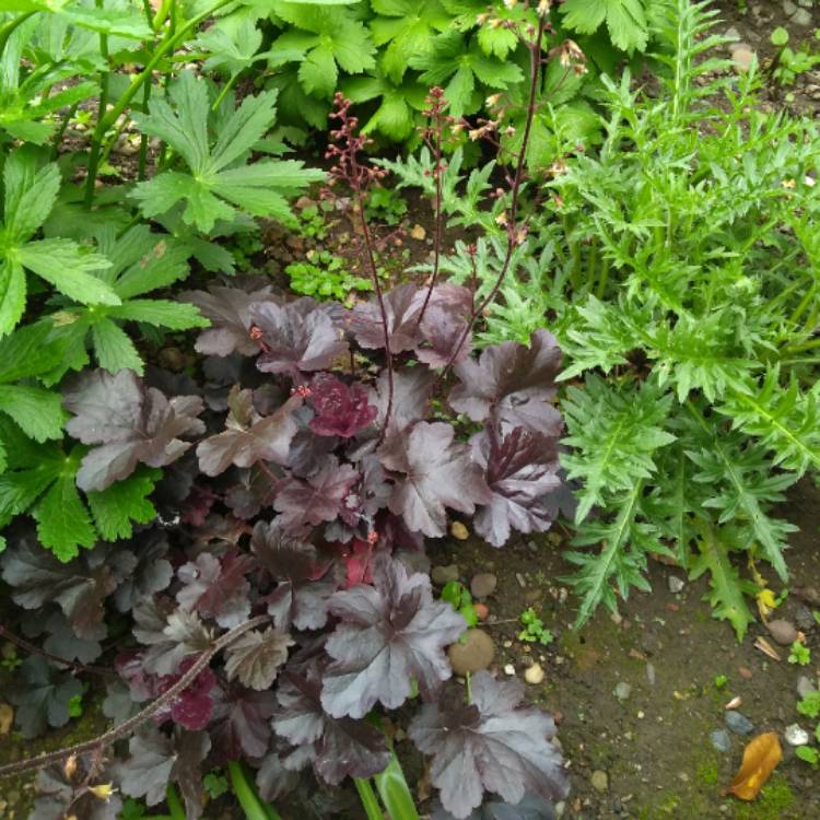 plant image 737295 plant image 737295