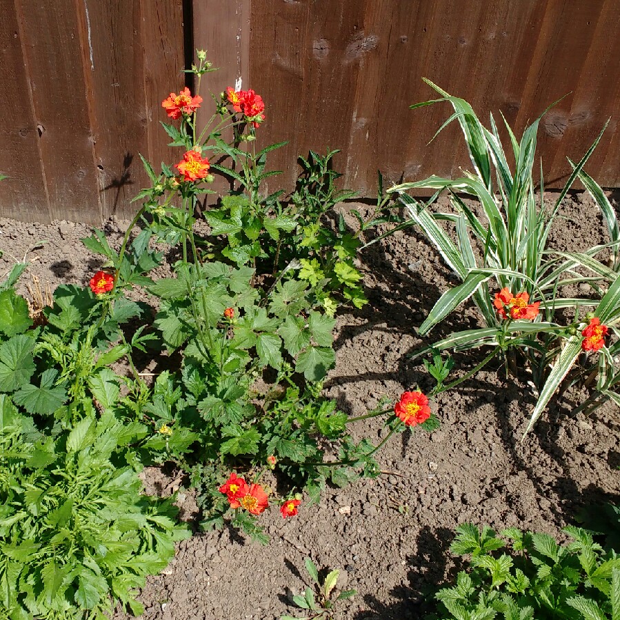 plant image 73996