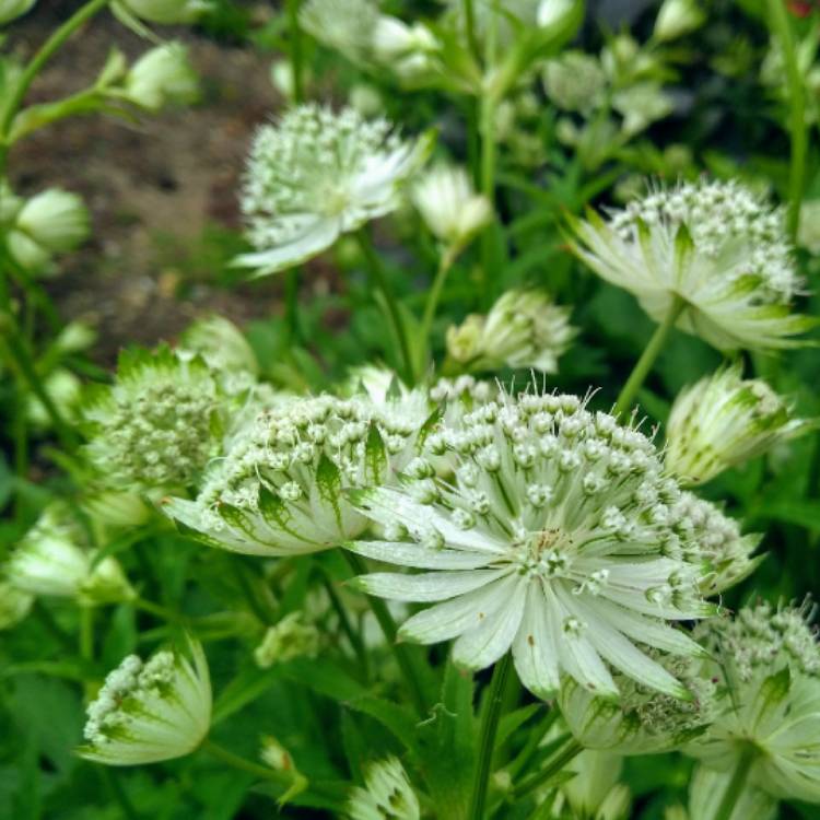 plant image 745164 plant image 745164