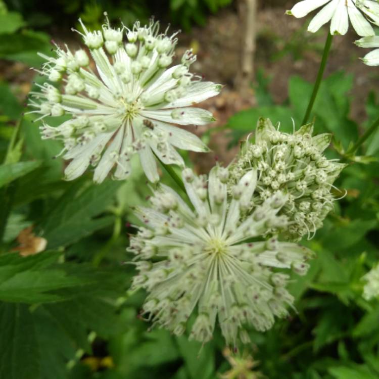 plant image 745165 plant image 745165