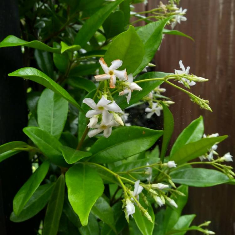 plant image 745167 plant image 745167