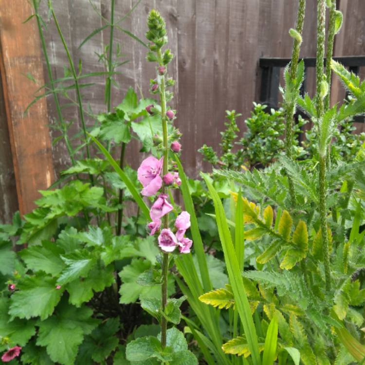 plant image 745170