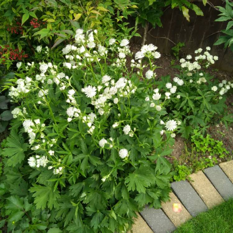 plant image 745172 plant image 745172