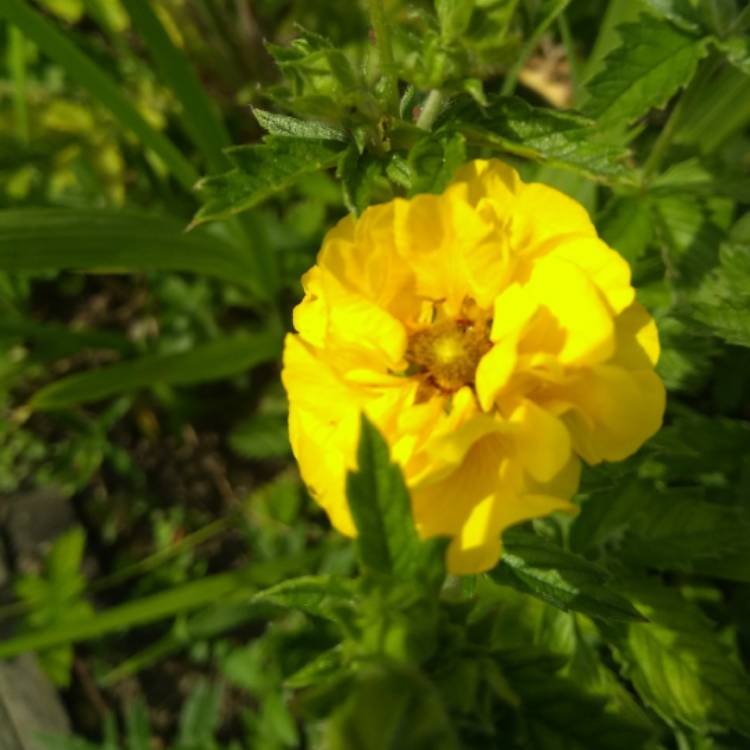 plant image 746718 plant image 746718