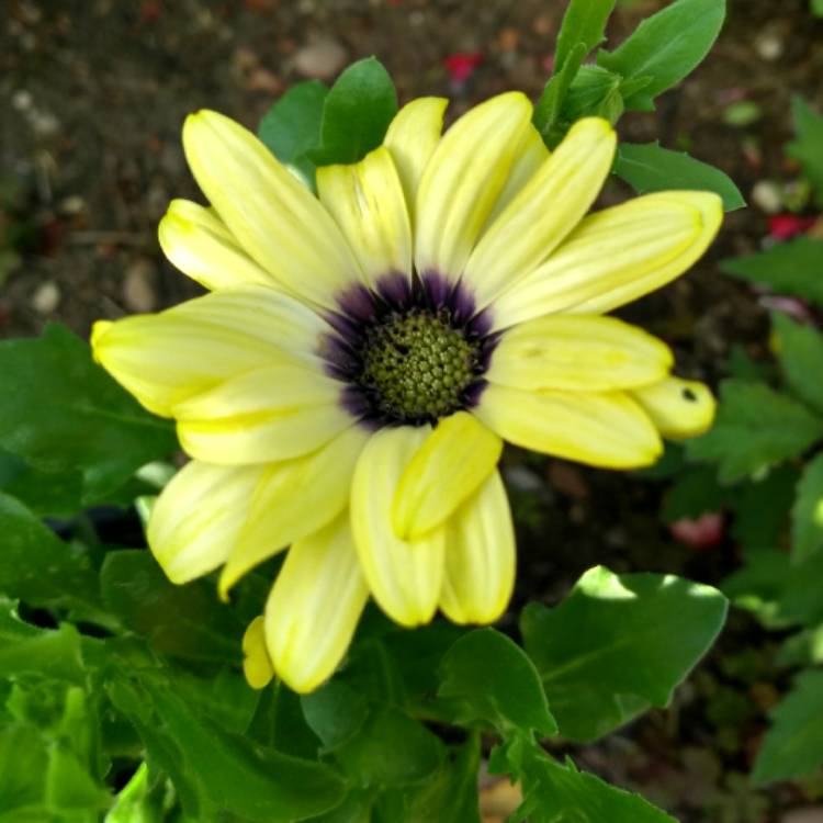 plant image 748192 plant image 748192