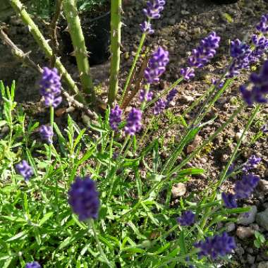 Lavandula angustifolia 'Hidcote' syn. Lavandula angustifolia 'Hidcote Blue'