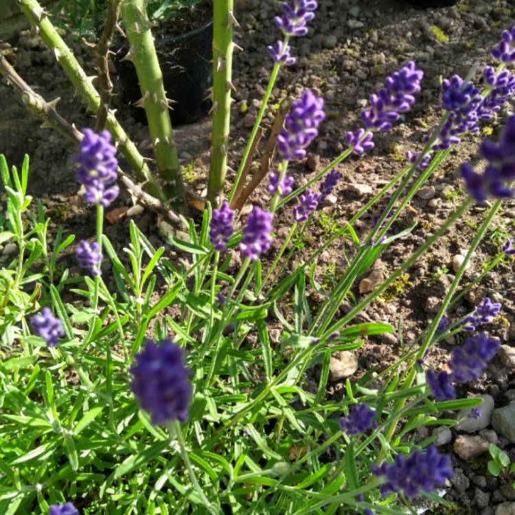 plant image 748205 plant image 748205