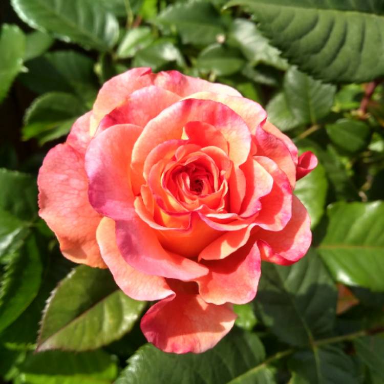 plant image 756862 plant image 756862