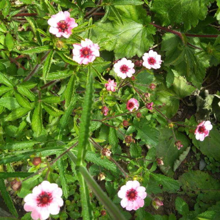 plant image 756884 plant image 756884