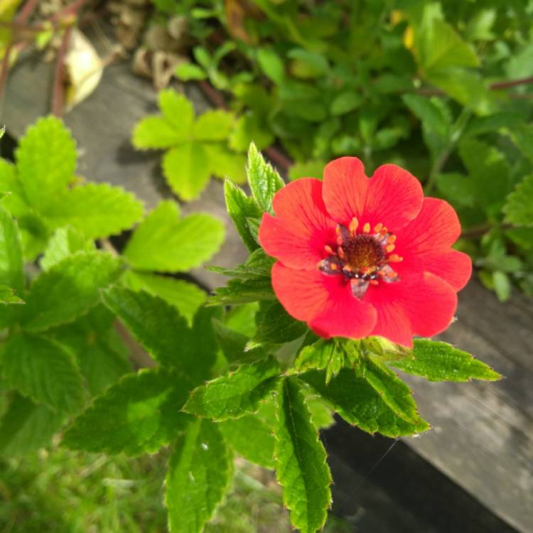 plant image 756893