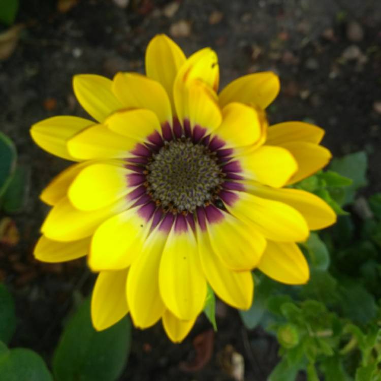 Plant image Osteospermum 'Serenity Blue Eyed Beauty'