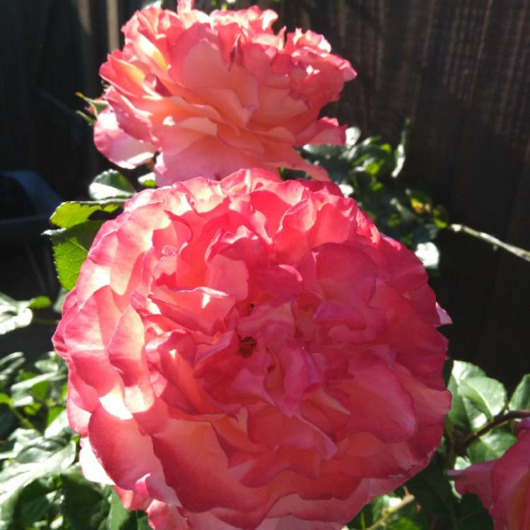 plant image 764768 plant image 764768