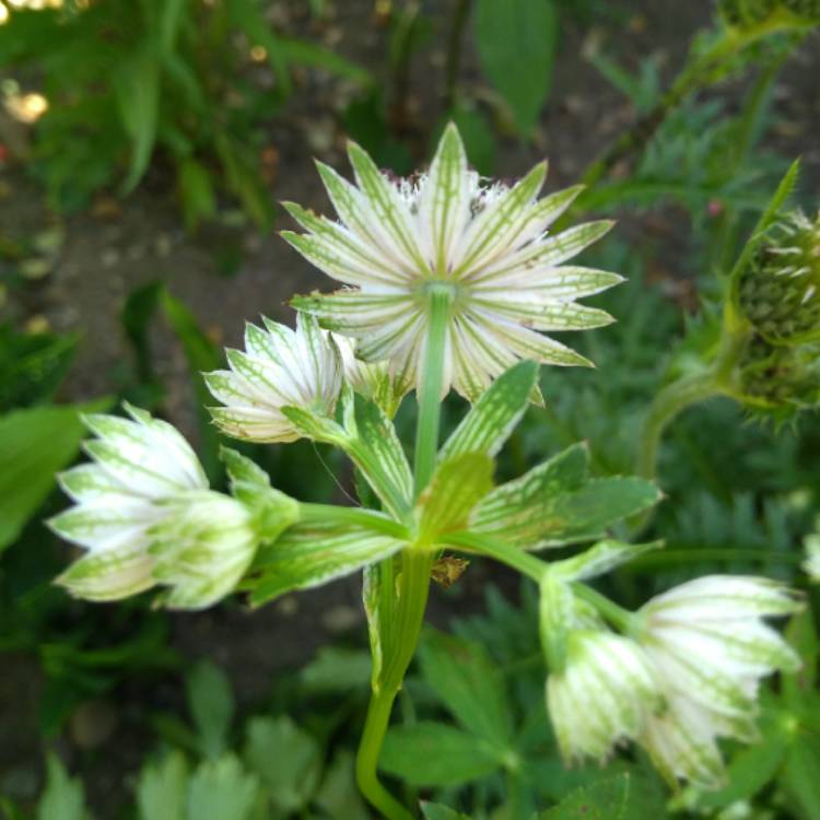 plant image 766165 plant image 766165