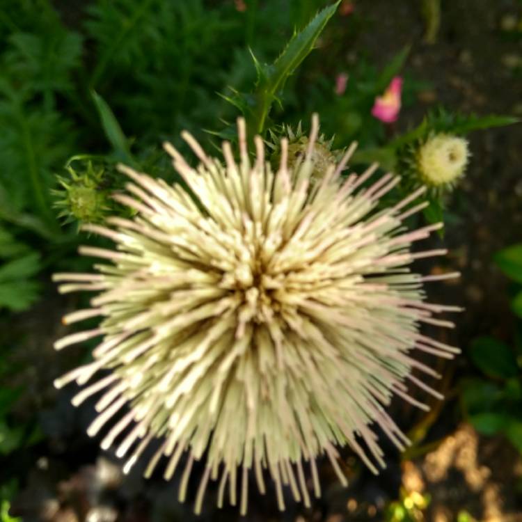 plant image 766169