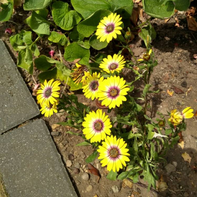 plant image 771681 plant image 771681