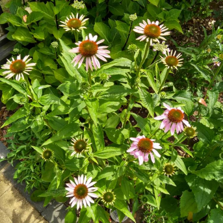 plant image 771684 plant image 771684