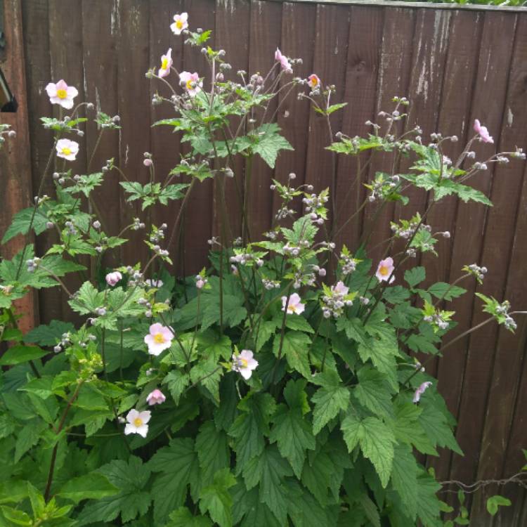 plant image 787167 plant image 787167