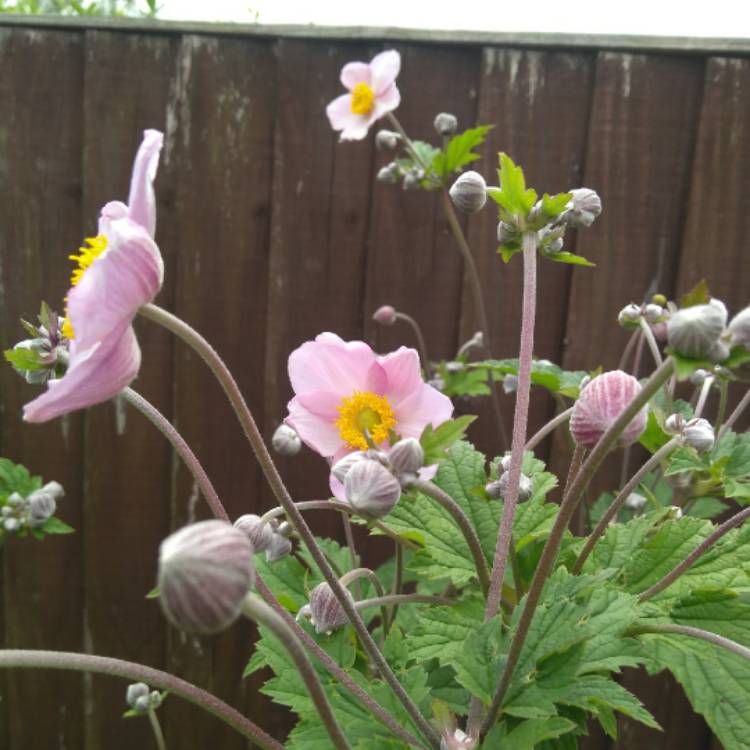 Plant image Anemone hupehensis var. japonica hybrida 'September Charm'