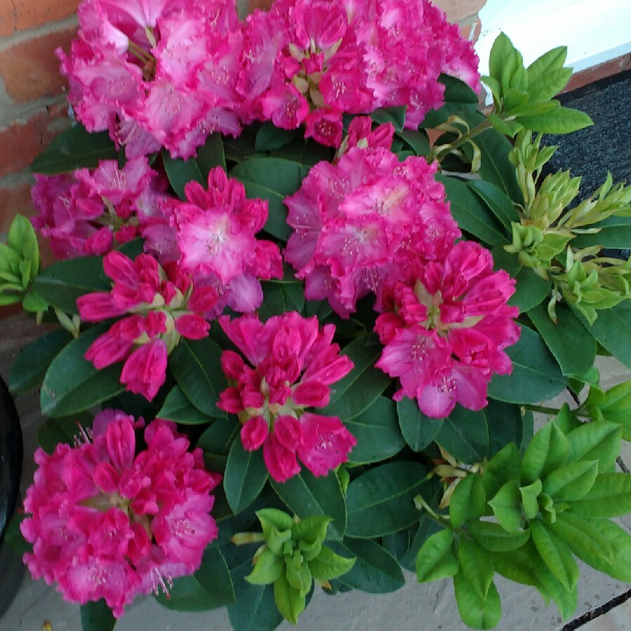 plant image 78751 plant image 78751