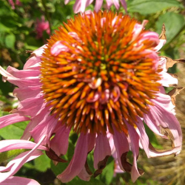 plant image 799364 plant image 799364