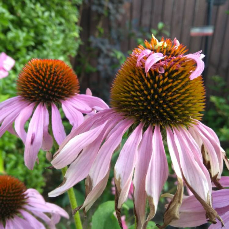 plant image 806207 plant image 806207