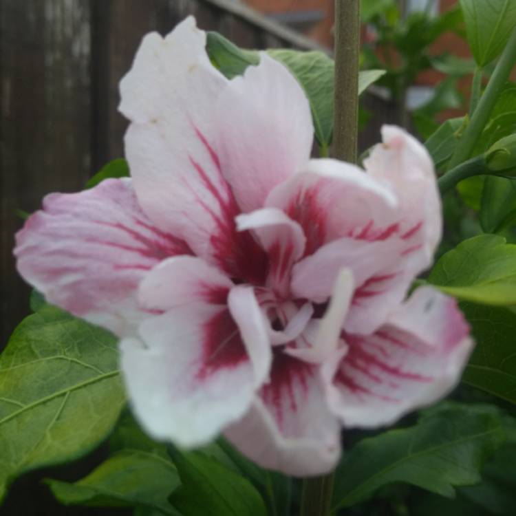 plant image 807370 plant image 807370