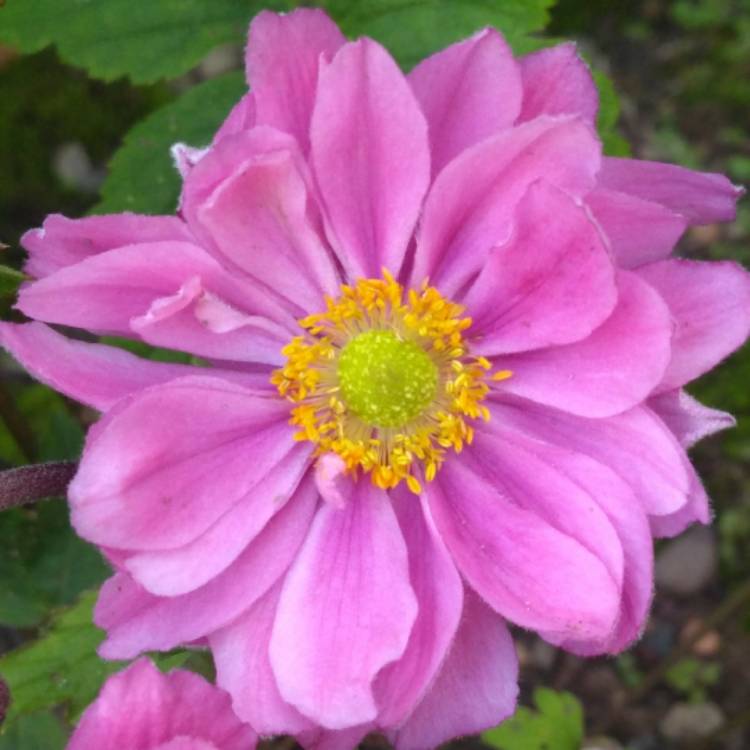 plant image 833411 plant image 833411