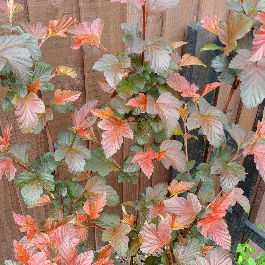 plant image 83881 plant image 83881