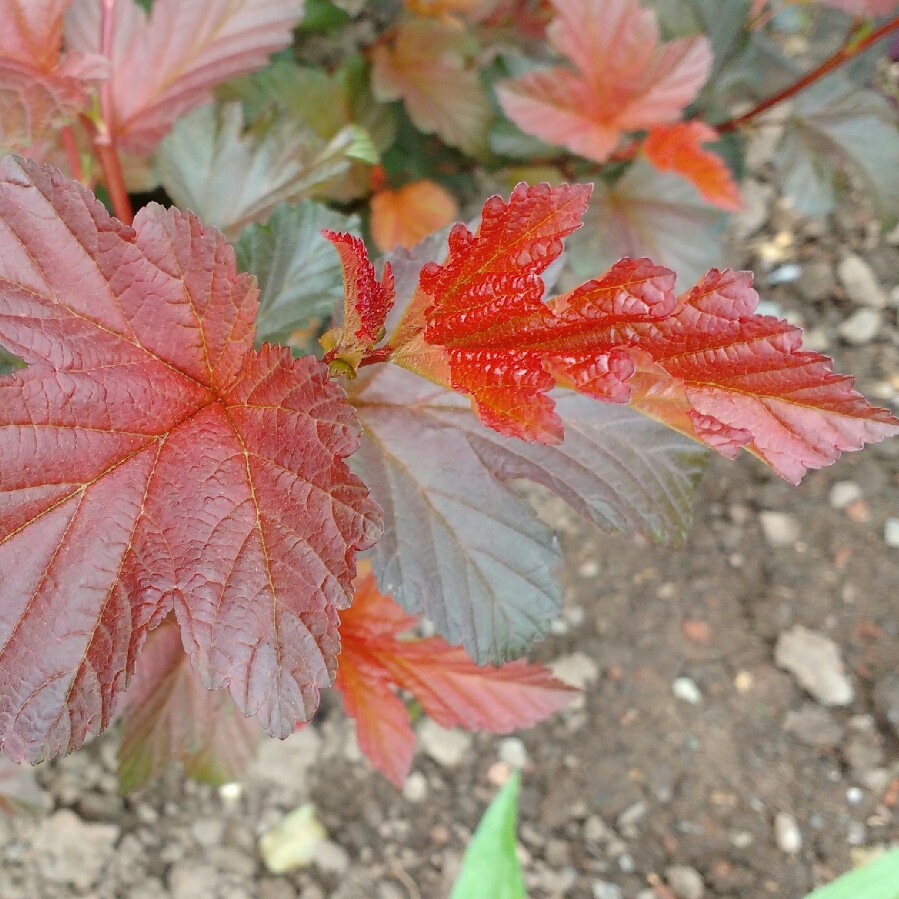 plant image 83884 plant image 83884