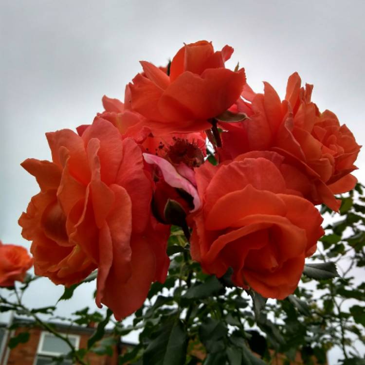 plant image 839244 plant image 839244
