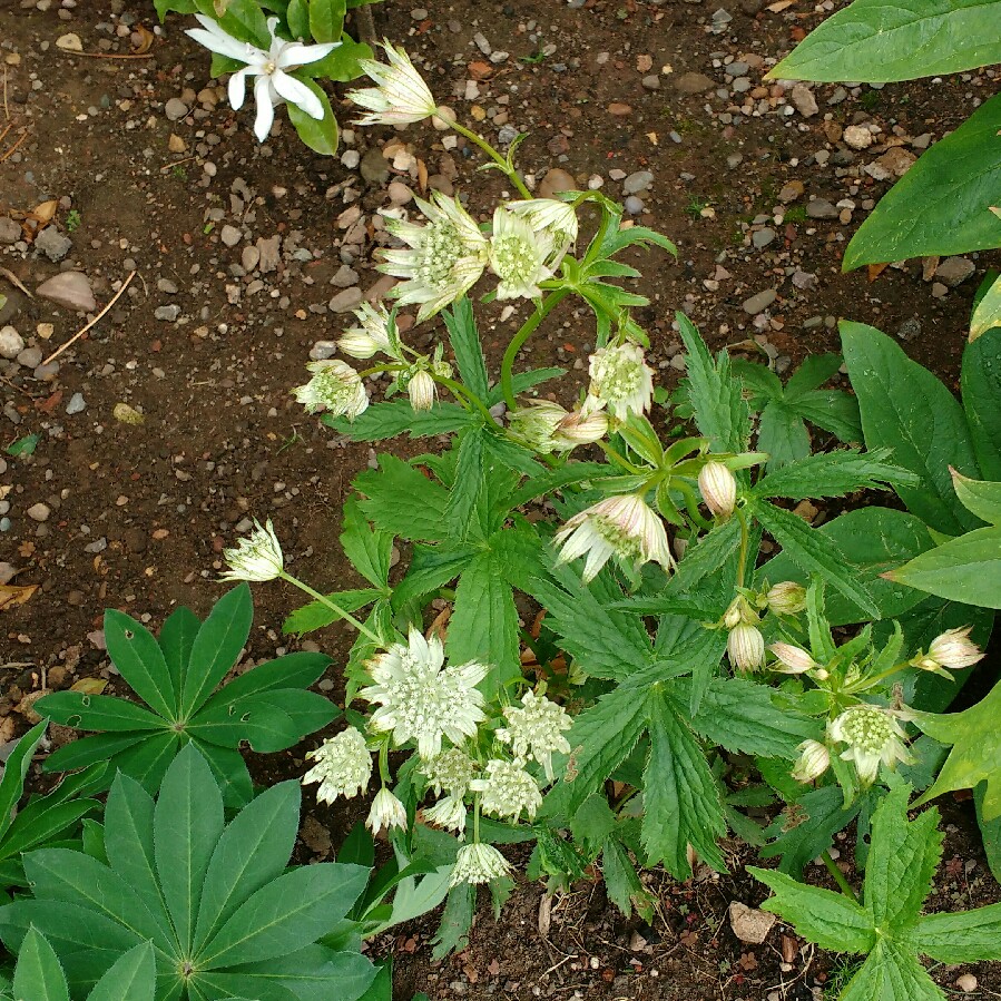 plant image 84001 plant image 84001