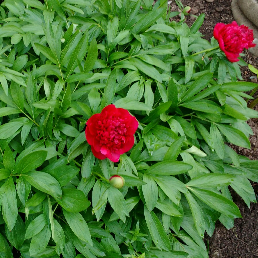 plant image 84577