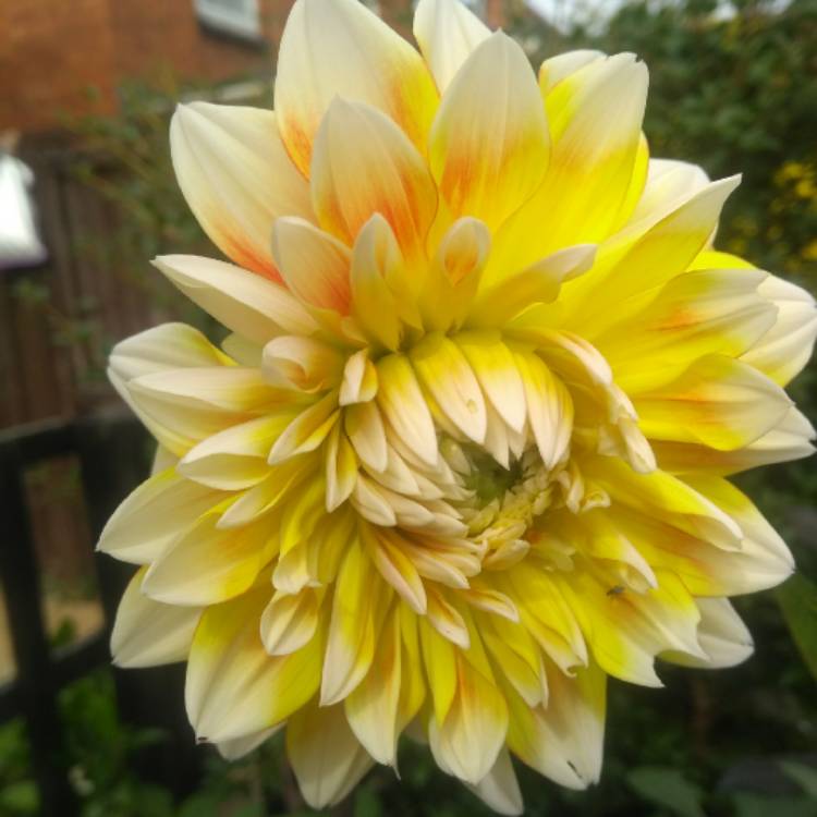 plant image 848772 plant image 848772