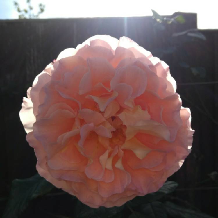plant image 871739 plant image 871739