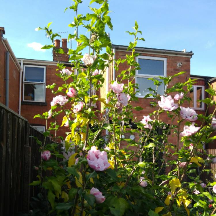 plant image 871747 plant image 871747