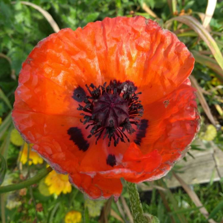 plant image 871749 plant image 871749