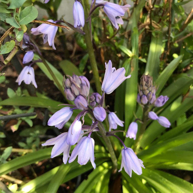 Plant image Hyacinthoides hispanica