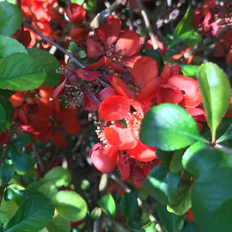 Plant image Chaenomeles japonica 'Cido'