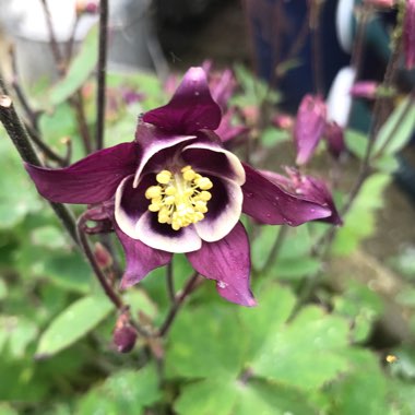 Aquilegia