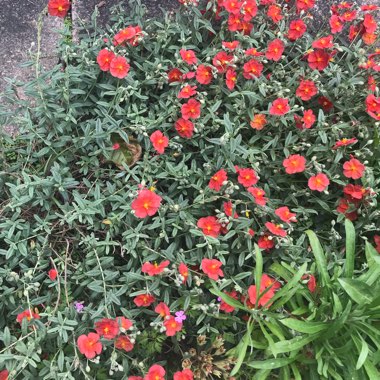 Cistus