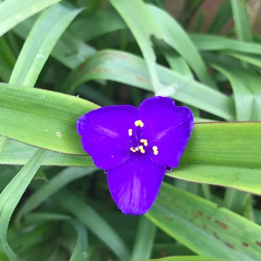 Tradescantia (Andersoniana Group) 'Purple Dome'