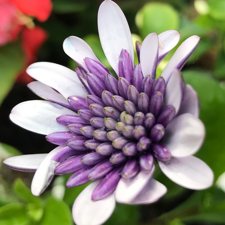 plant image 1047788