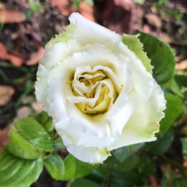 Rosa (Floribunda)