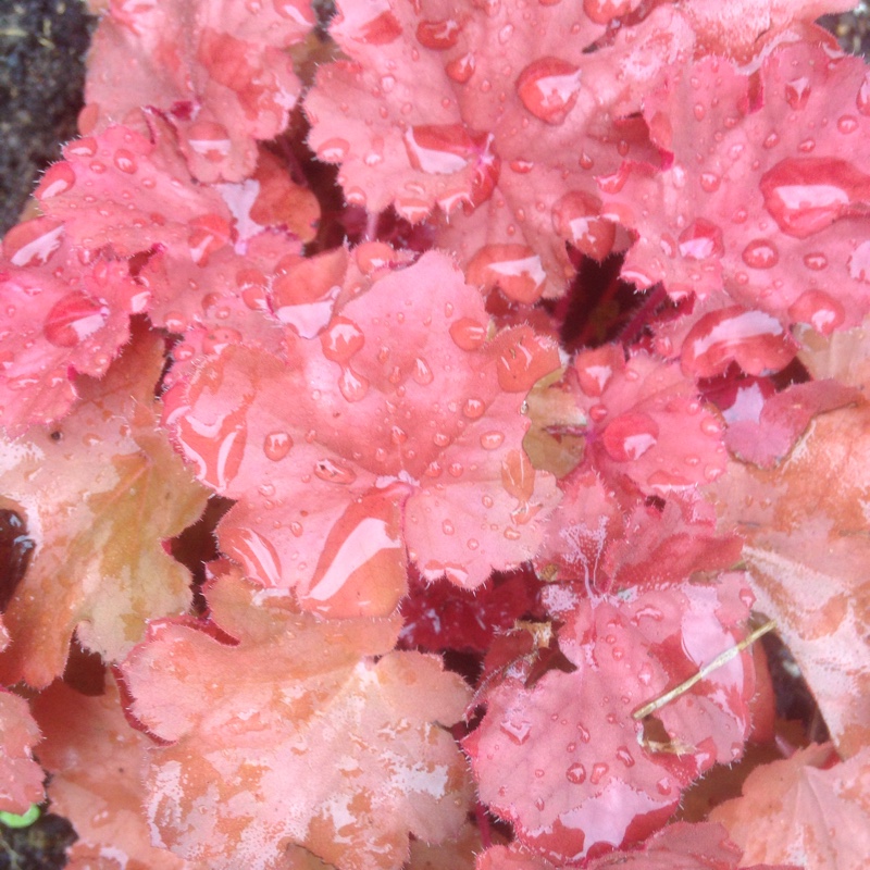 Plant image Heuchera 'Black Taffeta'