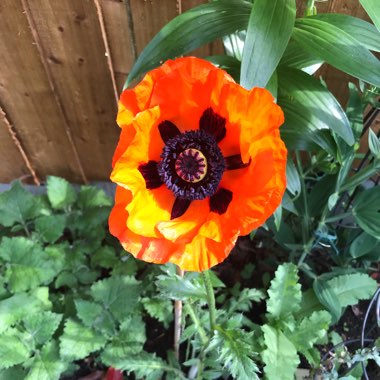 Papaver orientale 'Allegro'