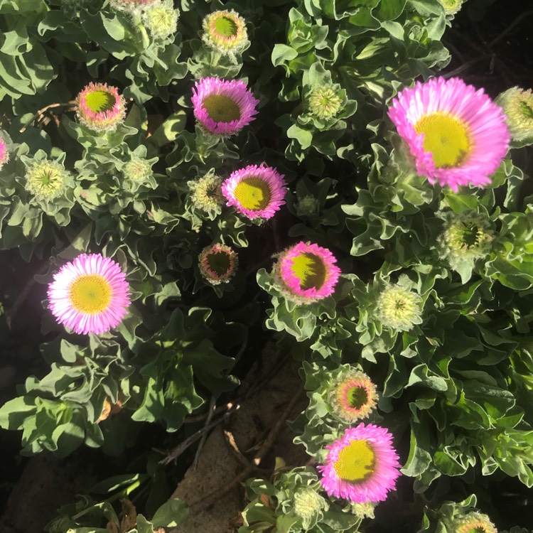 plant image 1052697